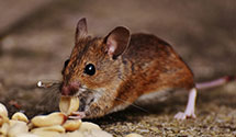 24 Hour & Emergency Exterminators in Rincon, NM